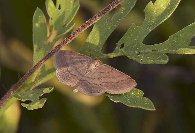 Scopula rubiginata